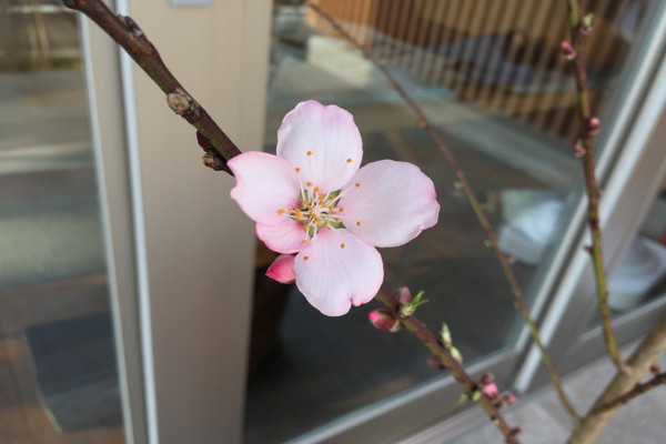 陽だまりカフェセミニョン 町田 シンボルツリーはアーモンド 桜の花そっくり